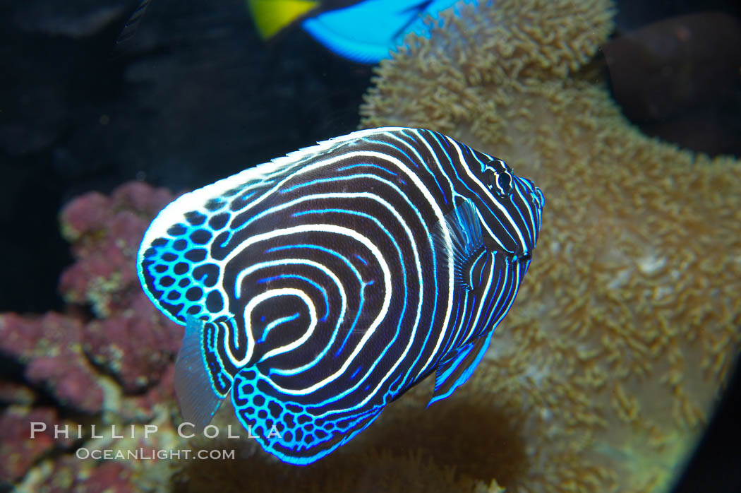 Emperor angelfish, juvenile coloration., Pomacanthus imperator, natural history stock photograph, photo id 13743