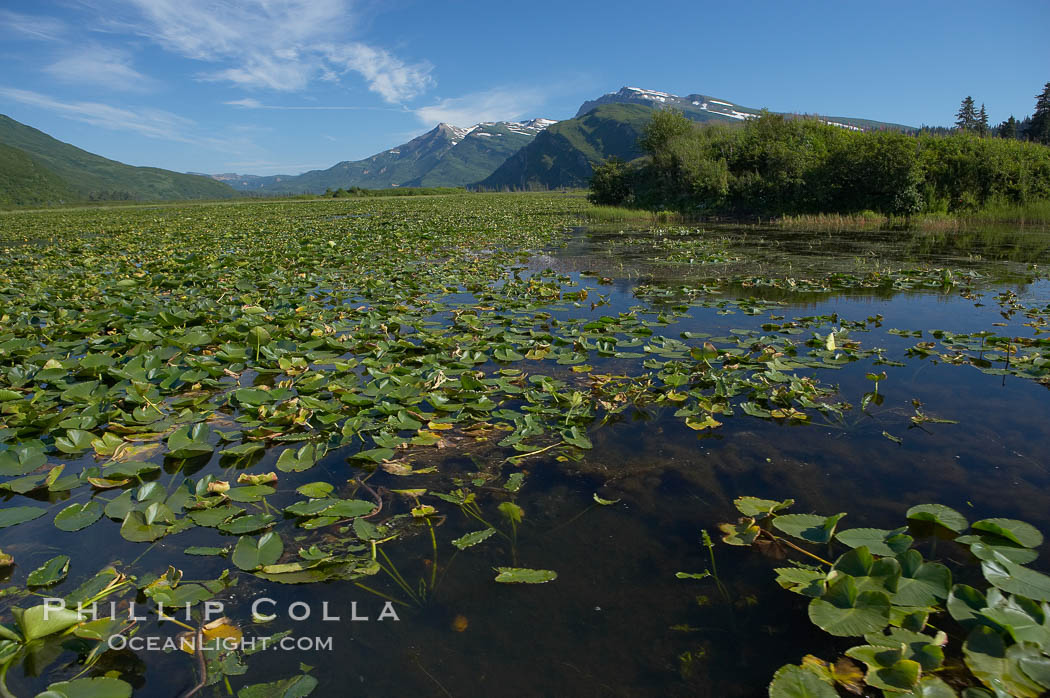 Pond covered with water lilys, near Silver Salmon Creek. Lake Clark National Park, Alaska, USA, natural history stock photograph, photo id 19086