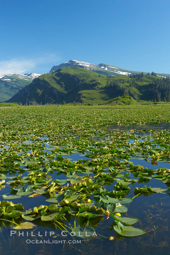 Pond covered with water lilys, near Silver Salmon Creek. Lake Clark National Park, Alaska, USA, natural history stock photograph, photo id 19087