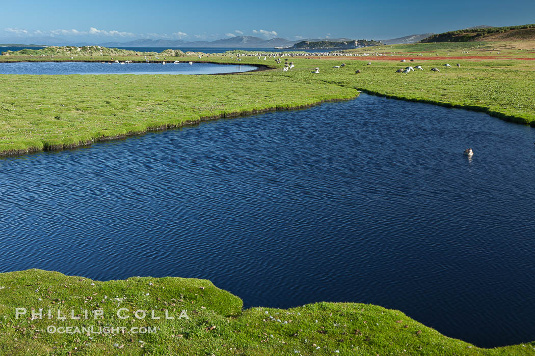 Ponds and grasses, in the interior of Carcass Island near Dyke Bay. Carcass Island, Falkland Islands, United Kingdom, natural history stock photograph, photo id 24028