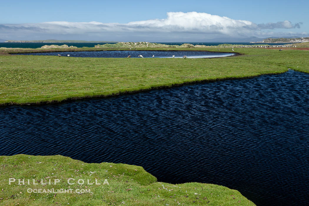 Ponds and grasses, in the interior of Carcass Island near Dyke Bay., natural history stock photograph, photo id 23977