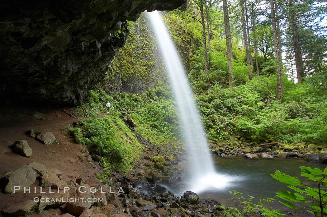Ponytail Falls, where Horsetail Creeks funnels over an overhang below which hikers can walk. Columbia River Gorge National Scenic Area, Oregon, USA, natural history stock photograph, photo id 19339