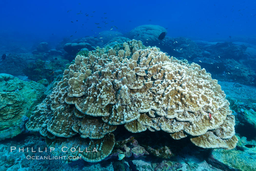 Plates of Porites arnaudi coral, Clipperton Island., Porites arnaudi, natural history stock photograph, photo id 33014