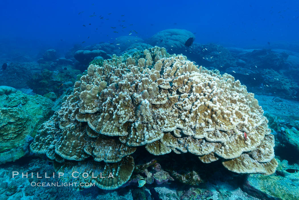 Plates of Porites arnaudi coral, Clipperton Island. France, Porites arnaudi, natural history stock photograph, photo id 33014