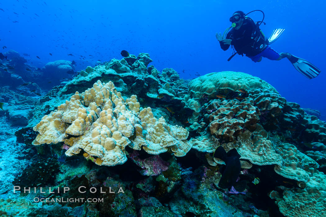 Plates of Porites arnaudi coral, Clipperton Island. France, Porites arnaudi, natural history stock photograph, photo id 32980