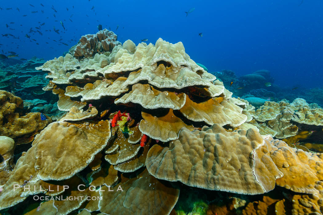 Plates of Porites arnaudi coral, Clipperton Island. France, Porites arnaudi, natural history stock photograph, photo id 32999