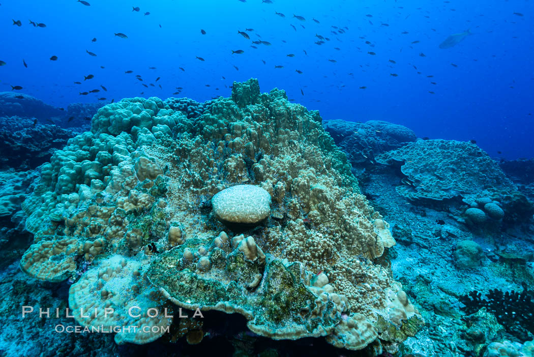 Plates of Porites arnaudi coral, Clipperton Island., Porites arnaudi, natural history stock photograph, photo id 33027