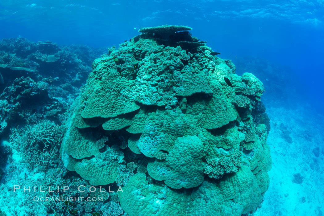 Enormous pristine 1000-year-old Porites coral head, boulder coral, Fiji. Wakaya Island, Lomaiviti Archipelago, natural history stock photograph, photo id 31758