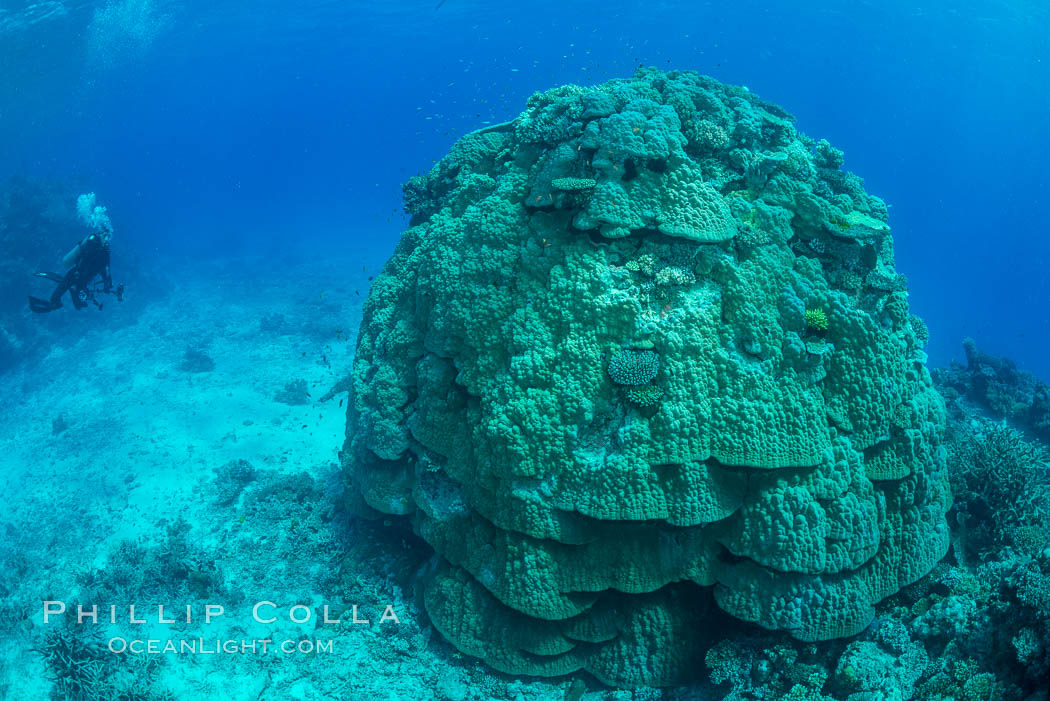 Enormous pristine 1000-year-old Porites coral head, boulder coral, Fiji. Wakaya Island, Lomaiviti Archipelago, natural history stock photograph, photo id 31548