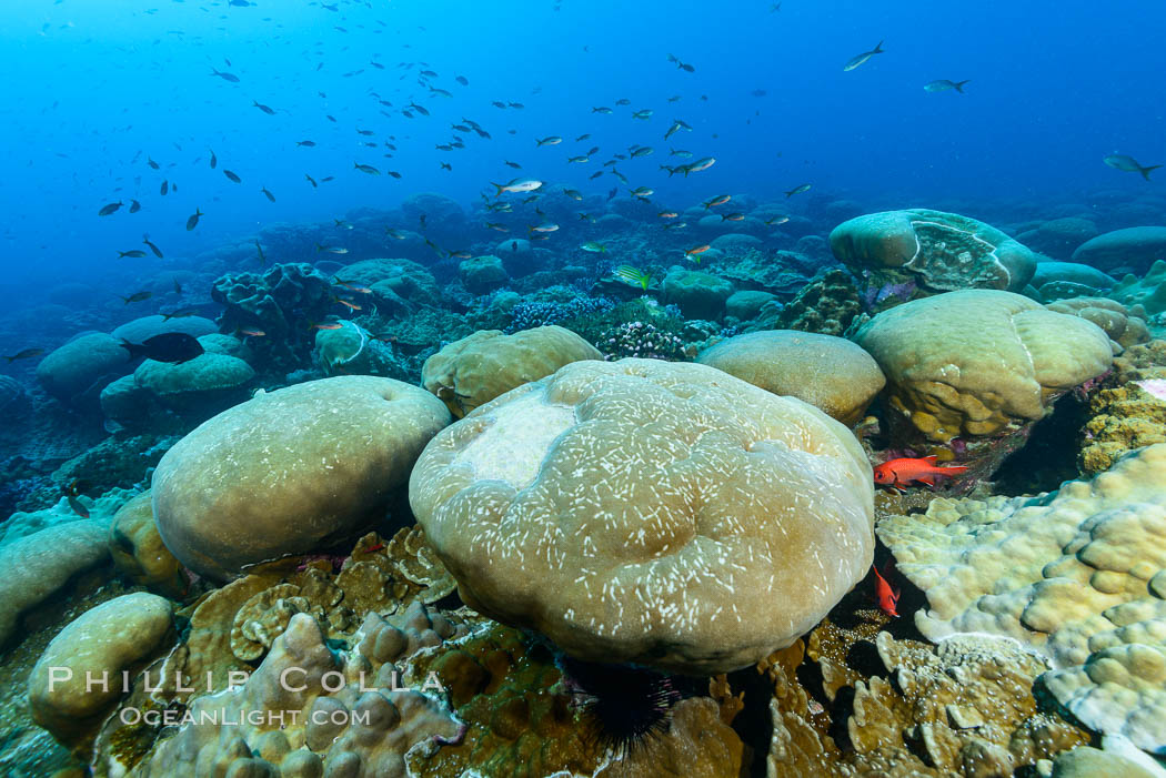 Coral reef expanse composed primarily of porites lobata, Clipperton Island, near eastern Pacific. France, Porites lobata, natural history stock photograph, photo id 32998