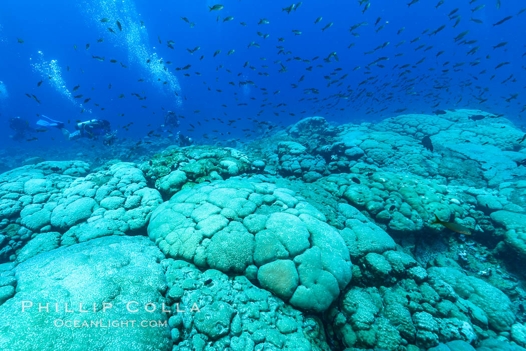 Coral reef expanse composed primarily of porites lobata, Clipperton Island, near eastern Pacific, Porites lobata Coral reef expanse composed primarily of porites lobata, Clipperton Island, near eastern Pacific, Porites lobata