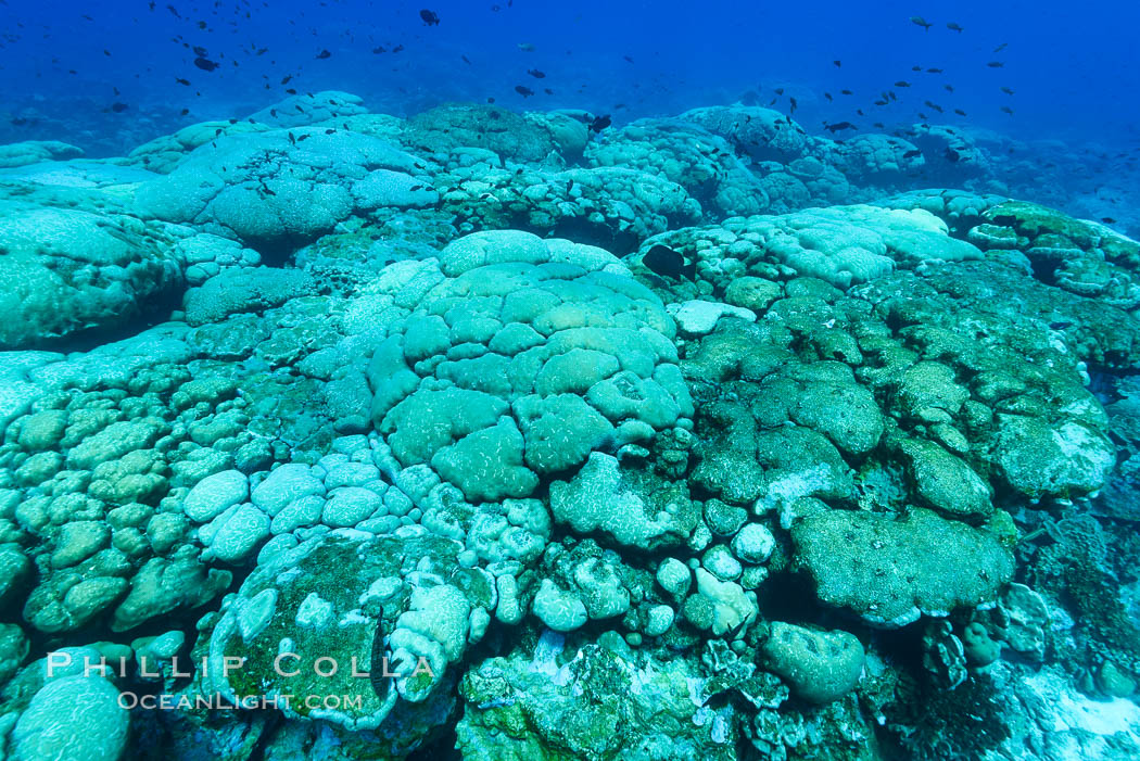 Coral reef expanse composed primarily of porites lobata, Clipperton Island, near eastern Pacific. France, Porites lobata, natural history stock photograph, photo id 32983
