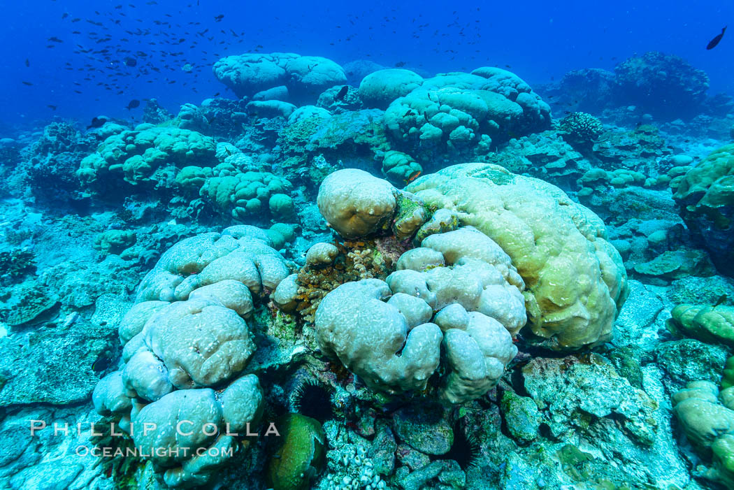Coral reef expanse composed primarily of porites lobata, Clipperton Island, near eastern Pacific. France, Porites lobata, natural history stock photograph, photo id 32991