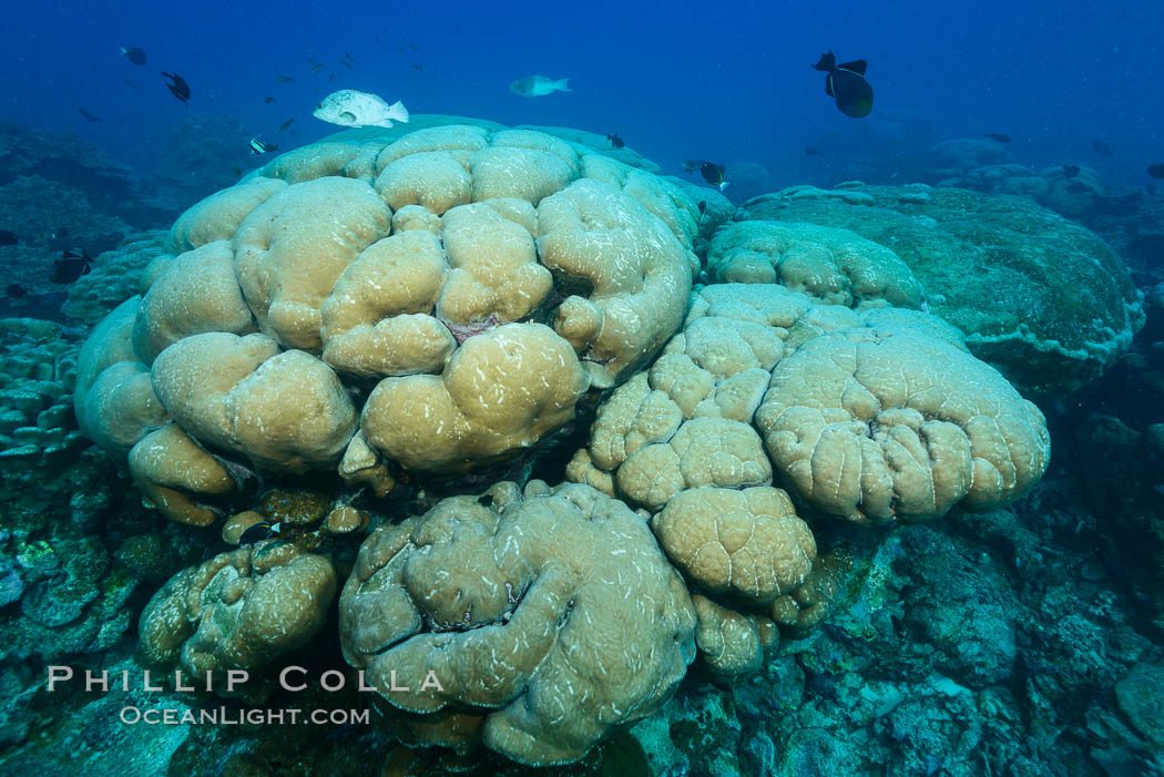 Coral reef expanse composed primarily of porites lobata, Clipperton Island, near eastern Pacific. France, Porites lobata, natural history stock photograph, photo id 33013