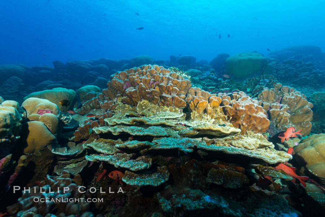 Coral reef of Porites sp., Porites lobata (rounded) and Porites arnaudi (platelike) comprise coral reef at Clipperton Island. France, Porites arnaudi, Porites lobata, natural history stock photograph, photo id 33030