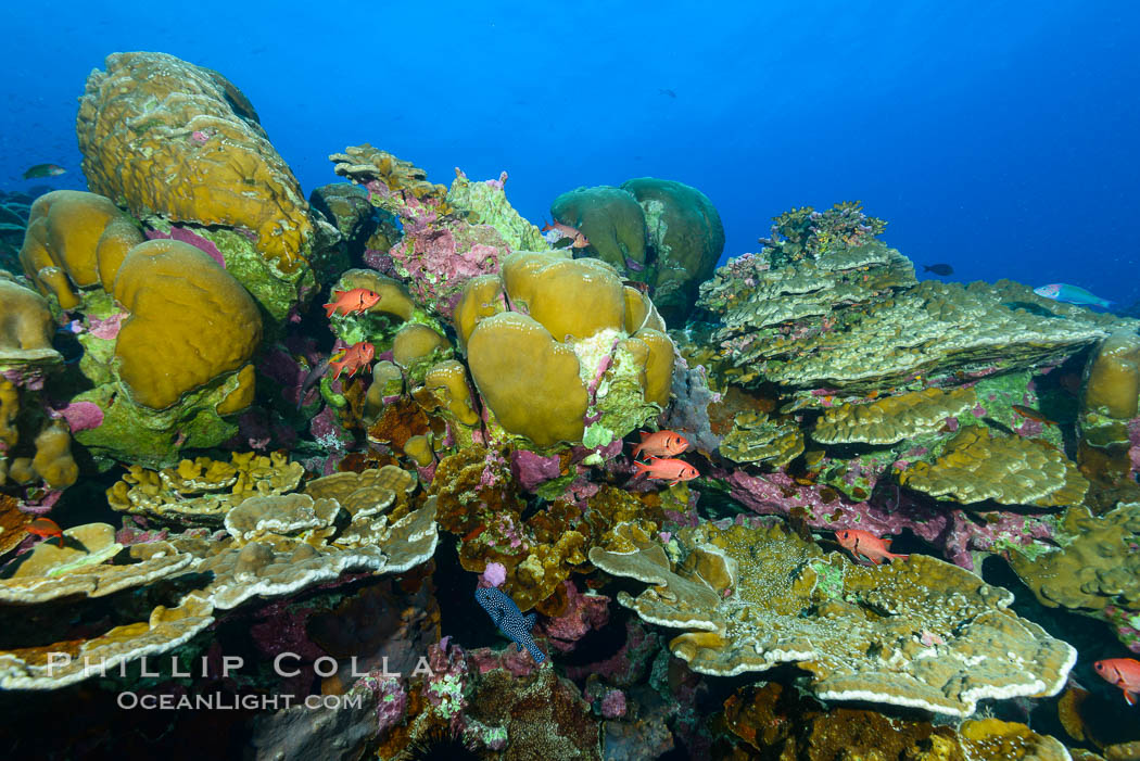 Coral reef of Porites sp., Porites lobata (rounded) and Porites arnaudi (platelike) comprise coral reef at Clipperton Island. France, Porites arnaudi, Porites lobata, natural history stock photograph, photo id 32992