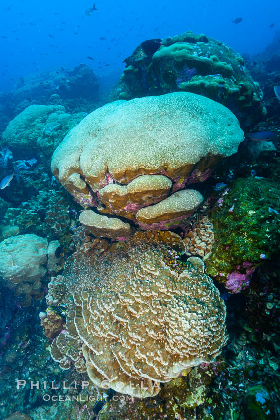 Coral reef of Porites sp., Porites lobata (rounded) and Porites arnaudi (platelike) comprise coral reef at Clipperton Island. France, Porites arnaudi, Porites lobata, natural history stock photograph, photo id 33060
