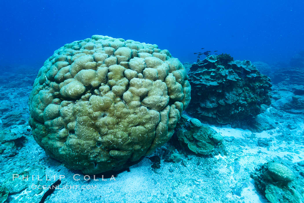 Coral reef of Porites sp., Porites lobata (rounded) and Porites arnaudi (platelike) comprise coral reef at Clipperton Island. France, Porites arnaudi, Porites lobata, natural history stock photograph, photo id 33007