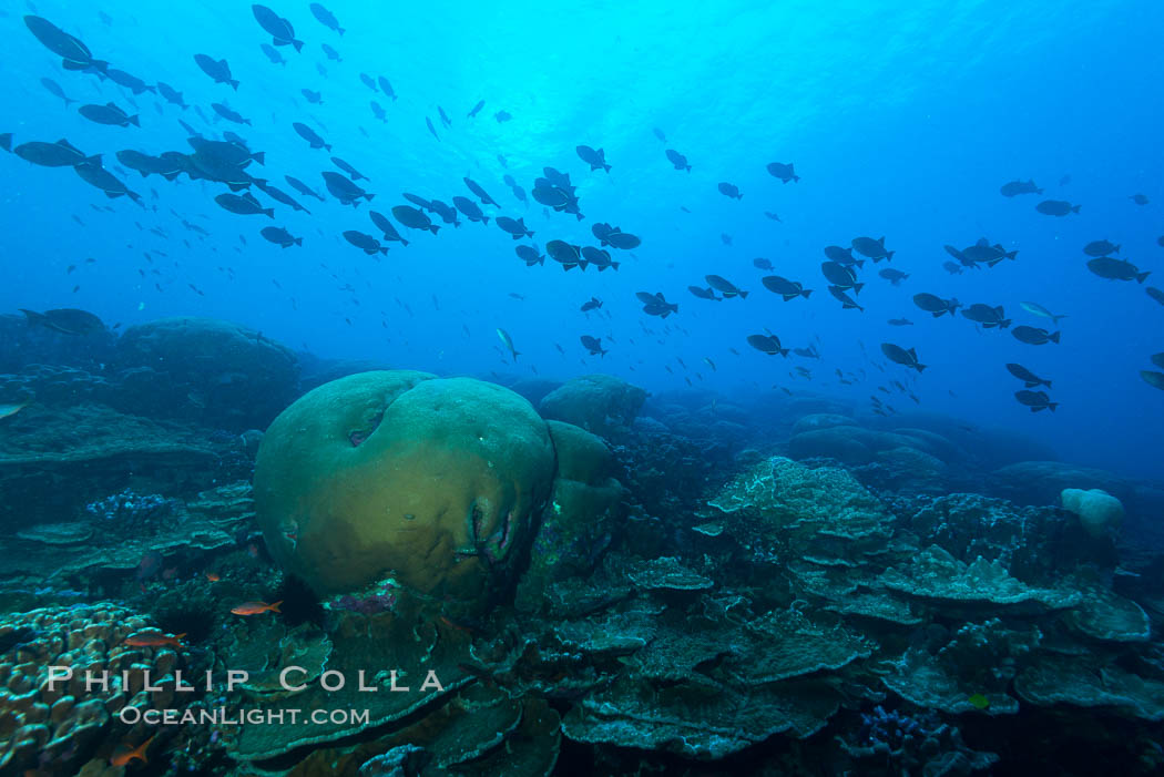 Coral reef of Porites sp., Porites lobata (rounded) and Porites arnaudi (platelike) comprise coral reef at Clipperton Island., Porites arnaudi, Porites lobata, natural history stock photograph, photo id 33033