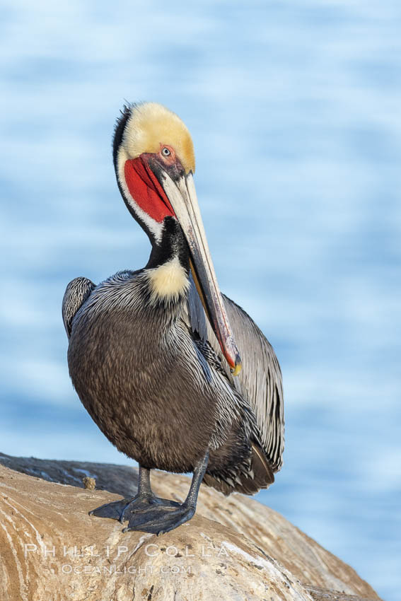California Brown pelican portrait, displaying breeding plumage with distinctive yellow and white head feathers, red gular throat pouch, brown hind neck and greyish body. La Jolla, USA, Pelecanus occidentalis, Pelecanus occidentalis californicus, natural history stock photograph, photo id 37633