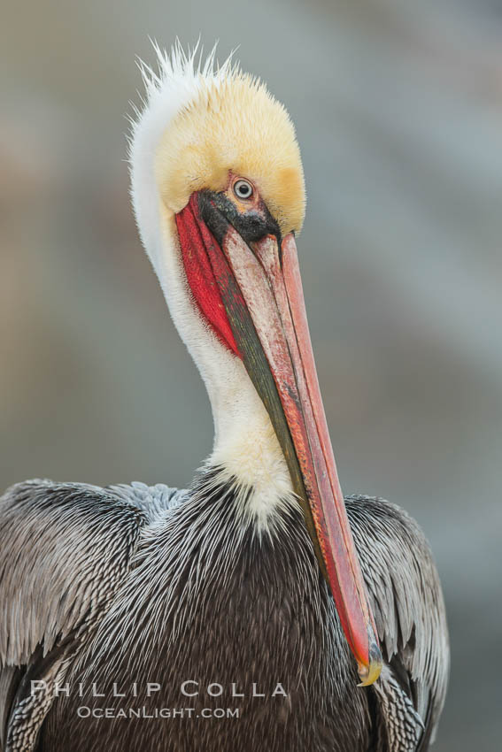 Portrait of California brown pelican, with the characteristic winter mating plumage shown: red throat, yellow head, Pelecanus occidentalis, Pelecanus occidentalis californicus, La Jolla