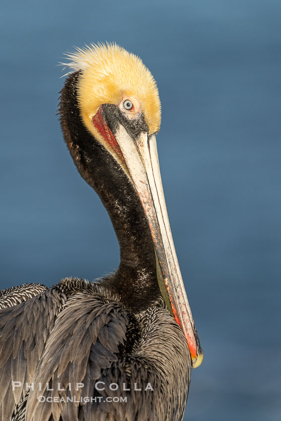 Portrait of a California brown pelican in winter breeding plumage, yellow head, red throat, pink skin around the eye, brown hind neck. Brown pelicans were formerly an endangered species. In 1972, the United States Environmental Protection Agency banned the use of DDT. Since that time, populations of pelicans have recovered and expanded. The recovery has been so successful that brown pelicans were taken off the endangered species list in 2009. La Jolla, USA, Pelecanus occidentalis, Pelecanus occidentalis californicus, natural history stock photograph, photo id 40017