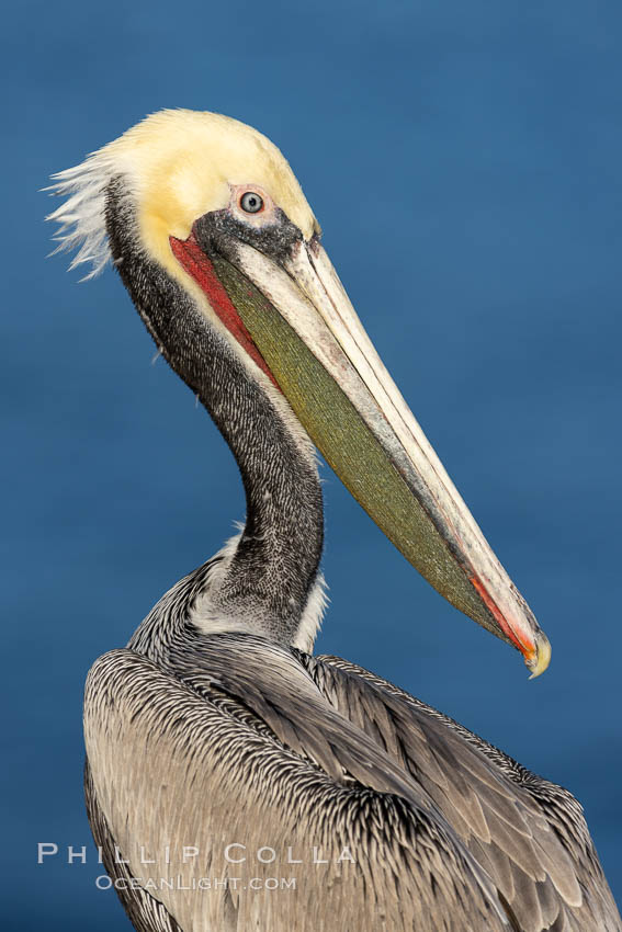 California Brown Pelican Portrait, note the distinctive winter mating plumage, olive green throat (with red) and hind neck is just turning to brown, La Jolla, California., Pelecanus occidentalis, Pelecanus occidentalis californicus, natural history stock photograph, photo id 37434