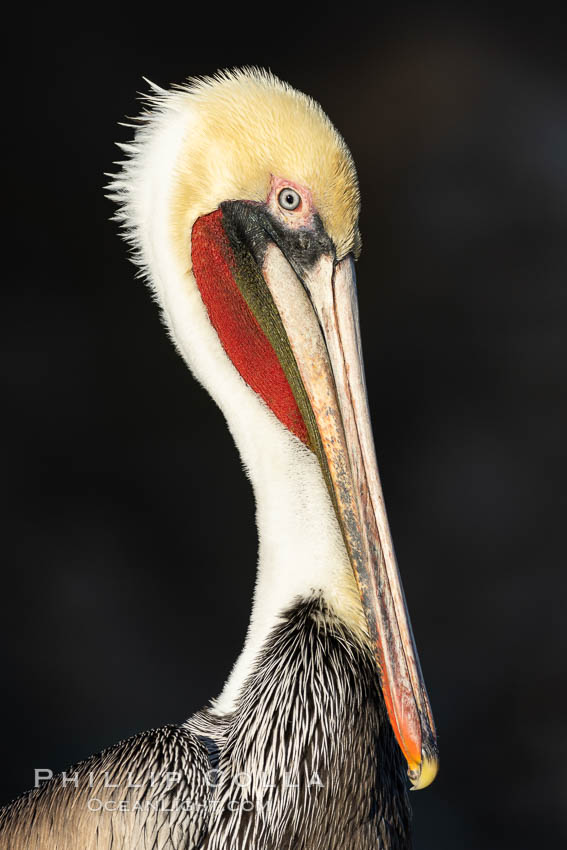 California Brown Pelican Portrait, note the distinctive winter mating plumage, this one exhibits the white hind neck, La Jolla, California., Pelecanus occidentalis, Pelecanus occidentalis californicus, natural history stock photograph, photo id 37428