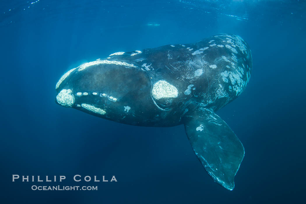 Portrait of a Southern Right Whale Underwater, Eubalaena australis. This particular right whale exhibits a beautiful mottled pattern on its sides. Puerto Piramides, Chubut, Argentina, Eubalaena australis, natural history stock photograph, photo id 38391