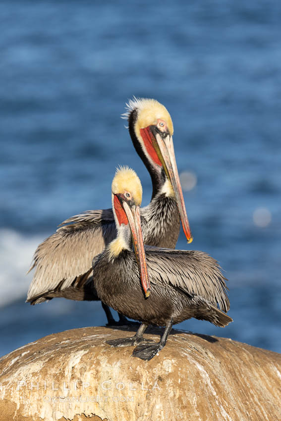 Portrait of two California brown pelicans with breeding plumage, note the striking red throat, yellow and white head. La Jolla, USA, Pelecanus occidentalis, Pelecanus occidentalis californicus, natural history stock photograph, photo id 37578