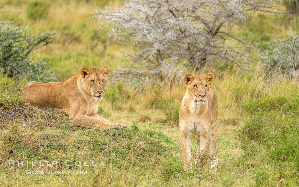 Portrait of Two Sibling Lions of the River Pride, Mara North Conservancy, Kenya., Panthera leo, natural history stock photograph, photo id 39728