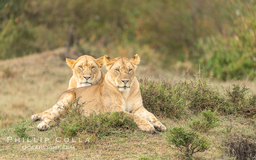 Portrait of Two Sibling Lions of the River Pride, Mara North Conservancy, Kenya., Panthera leo, natural history stock photograph, photo id 39729