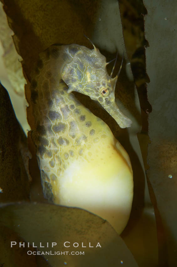 Pot-bellied seahorse, male, carrying eggs.  The developing embryos are nourished by individual yolk sacs, and oxygen is supplied through a placenta-like attachment to the male.  Two to six weeks after fertilization, the male gives birth.  The babies must then fend for themselves, and few survive to adulthood., Hippocampus abdominalis, natural history stock photograph, photo id 11898