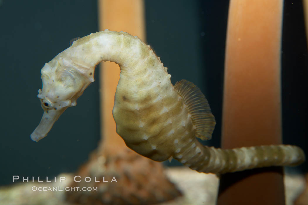 Pot-bellied seahorse, male, carrying eggs.  The developing embryos are nourished by individual yolk sacs, and oxygen is supplied through a placenta-like attachment to the male.  Two to six weeks after fertilization, the male gives birth.  The babies must then fend for themselves, and few survive to adulthood., Hippocampus abdominalis, natural history stock photograph, photo id 11902