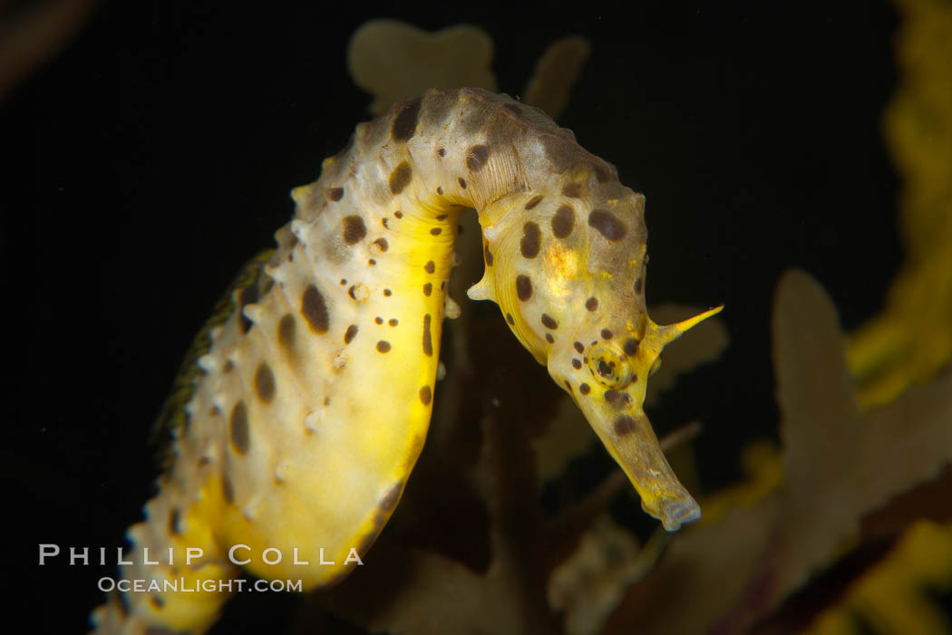 Pot-bellied seahorse, male, carrying eggs.  The developing embryos are nourished by individual yolk sacs, and oxygen is supplied through a placenta-like attachment to the male.  Two to six weeks after fertilization, the male gives birth.  The babies must then fend for themselves, and few survive to adulthood., Hippocampus abdominalis, natural history stock photograph, photo id 14474