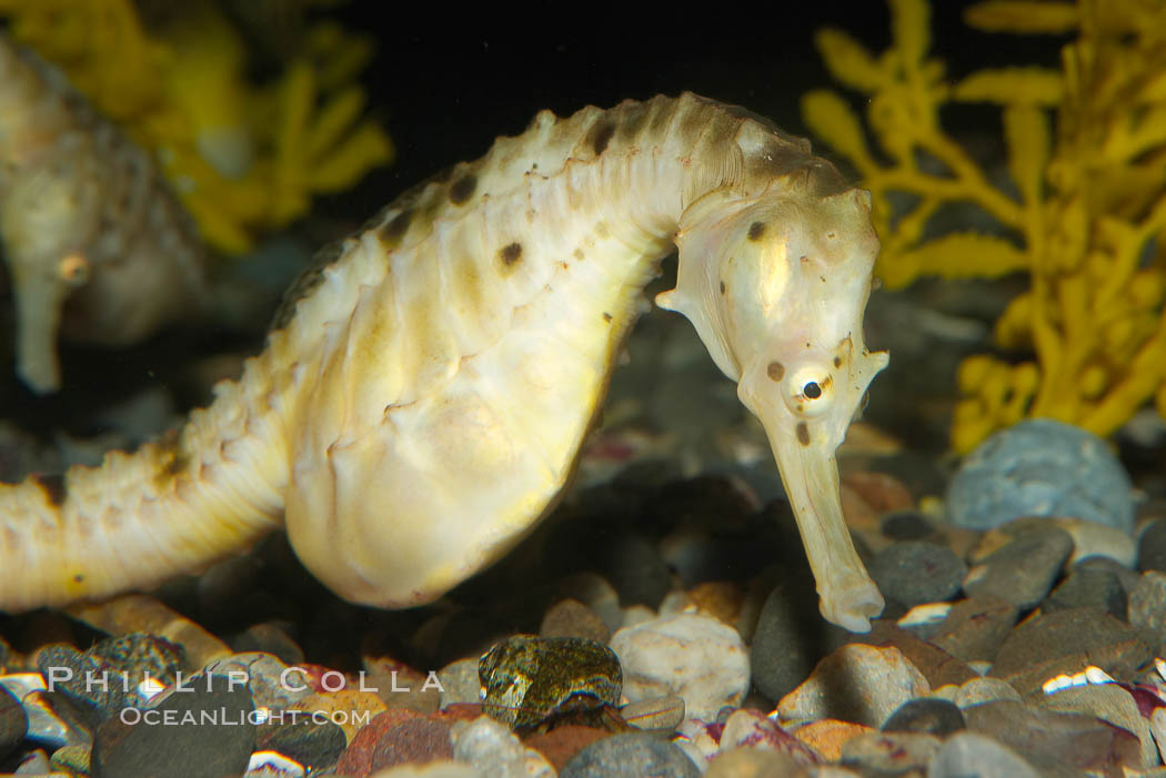 Pot-bellied seahorse, male, carrying eggs.  The developing embryos are nourished by individual yolk sacs, and oxygen is supplied through a placenta-like attachment to the male.  Two to six weeks after fertilization, the male gives birth.  The babies must then fend for themselves, and few survive to adulthood., Hippocampus abdominalis, natural history stock photograph, photo id 14558