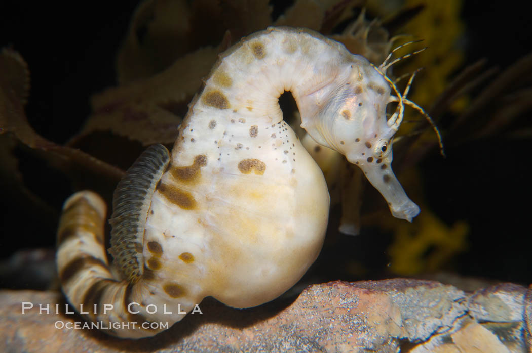 Pot-bellied seahorse, male, carrying eggs.  The developing embryos are nourished by individual yolk sacs, and oxygen is supplied through a placenta-like attachment to the male.  Two to six weeks after fertilization, the male gives birth.  The babies must then fend for themselves, and few survive to adulthood, Hippocampus abdominalis