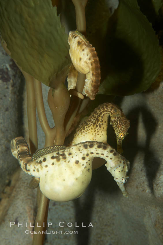 Pot-bellied seahorse, male, carrying eggs.  The developing embryos are nourished by individual yolk sacs, and oxygen is supplied through a placenta-like attachment to the male.  Two to six weeks after fertilization, the male gives birth.  The babies must then fend for themselves, and few survive to adulthood., Hippocampus abdominalis, natural history stock photograph, photo id 11031