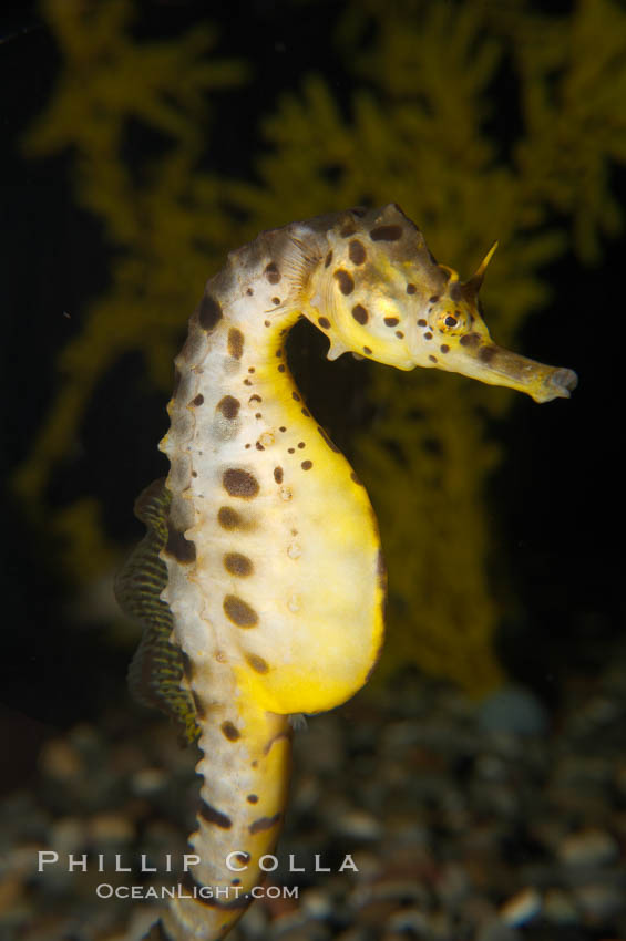 Pot-bellied seahorse, male, carrying eggs.  The developing embryos are nourished by individual yolk sacs, and oxygen is supplied through a placenta-like attachment to the male.  Two to six weeks after fertilization, the male gives birth.  The babies must then fend for themselves, and few survive to adulthood., Hippocampus abdominalis, natural history stock photograph, photo id 14475
