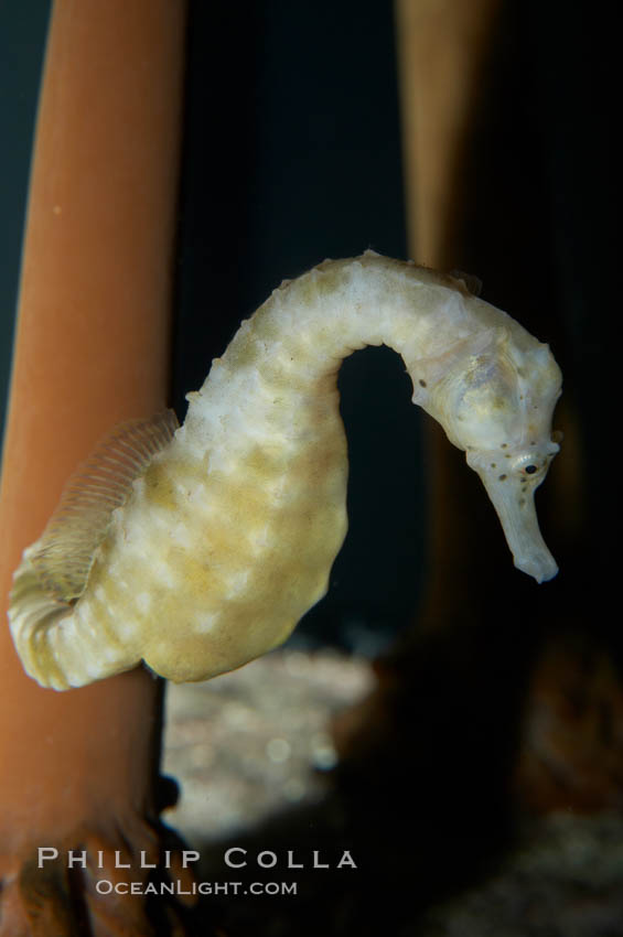 Pot-bellied seahorse, male, carrying eggs.  The developing embryos are nourished by individual yolk sacs, and oxygen is supplied through a placenta-like attachment to the male.  Two to six weeks after fertilization, the male gives birth.  The babies must then fend for themselves, and few survive to adulthood., Hippocampus abdominalis, natural history stock photograph, photo id 11901