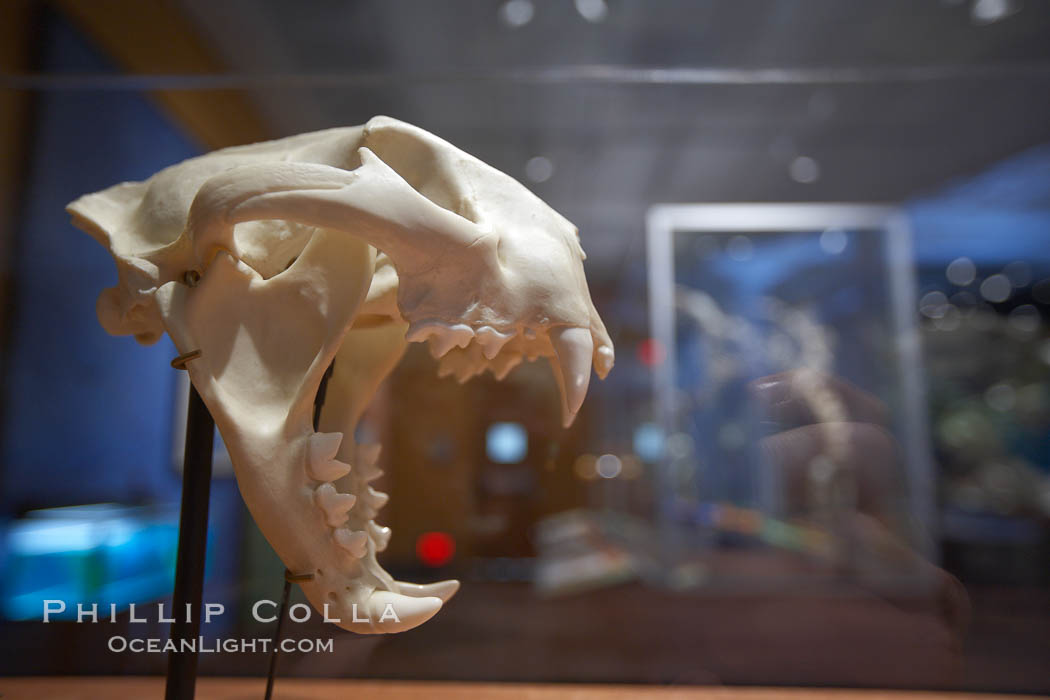 Prehistoric skull of a large predatory cat, San Diego Natural History Museum. Balboa Park, California, USA, natural history stock photograph, photo id 22183