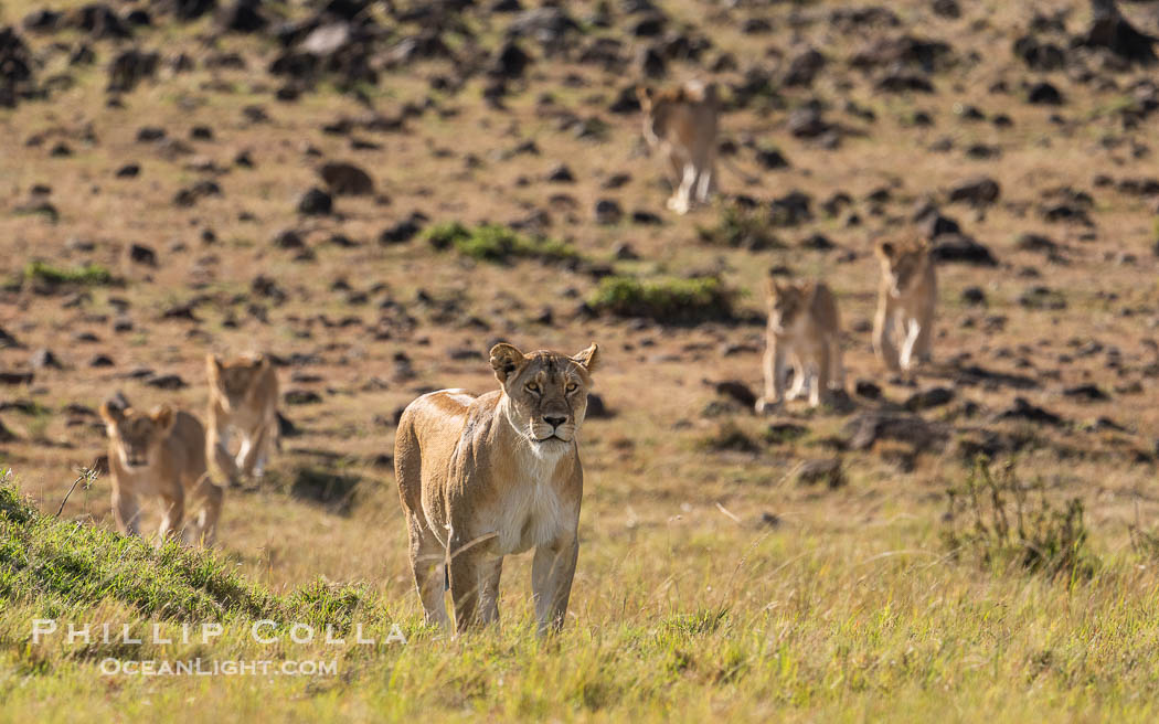 Pride of lions traveling, older lioness leading younger lions, Mara North Conservancy, Kenya., Panthera leo, natural history stock photograph, photo id 39664