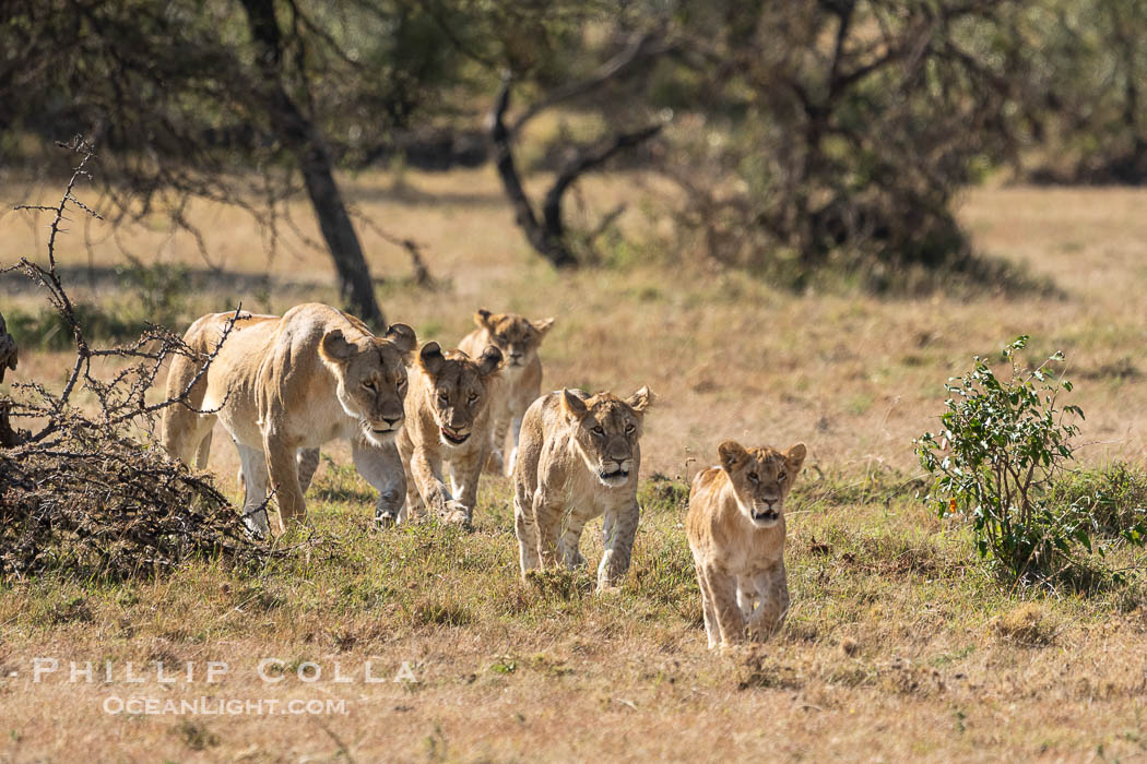 Pride of lions traveling, older lioness leading younger lions, Mara North Conservancy, Kenya., Panthera leo, natural history stock photograph, photo id 39667
