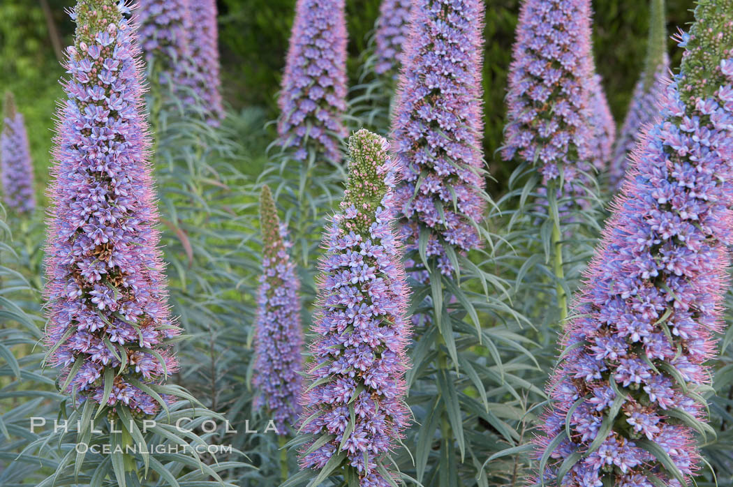 Pride of Madeira blooms in spring, Carlsbad, California., Echium fastuosum, natural history stock photograph, photo id 11438