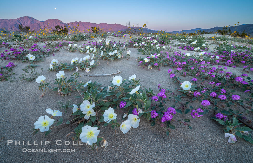 Dune evening primrose (white) and sand verbena (purple) mix in beautiful wildflower bouquets during the spring bloom in Anza-Borrego Desert State Park, Oenothera deltoides, Abronia villosa, Borrego Springs, California