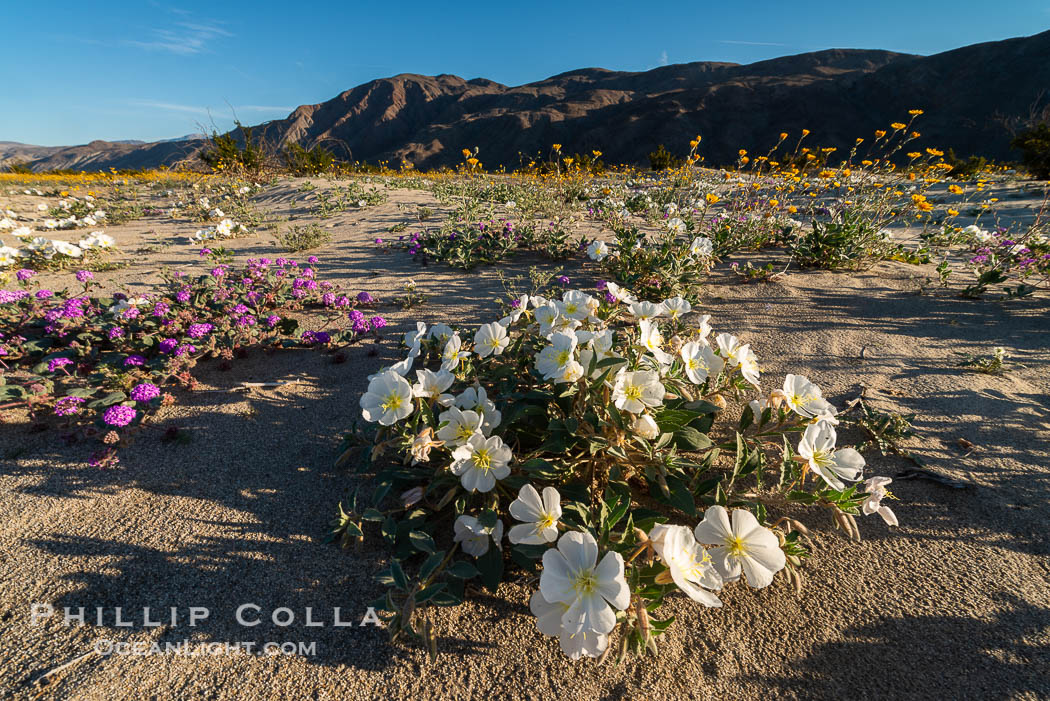 Dune evening primrose (white) and sand verbena (purple) mix in beautiful wildflower bouquets during the spring bloom in Anza-Borrego Desert State Park. Borrego Springs, California, USA, Abronia villosa, Oenothera deltoides, natural history stock photograph, photo id 30546