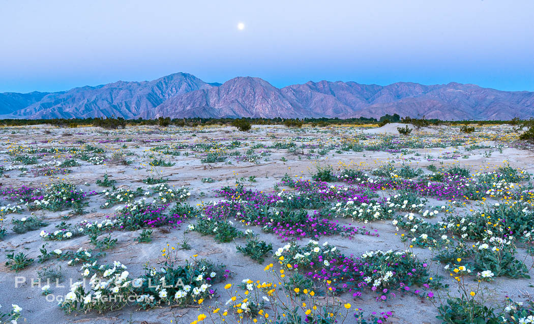 Dune evening primrose (white) and sand verbena (purple) mix in beautiful wildflower bouquets during the spring bloom in Anza-Borrego Desert State Park. Borrego Springs, California, USA, Abronia villosa, Oenothera deltoides, natural history stock photograph, photo id 30500