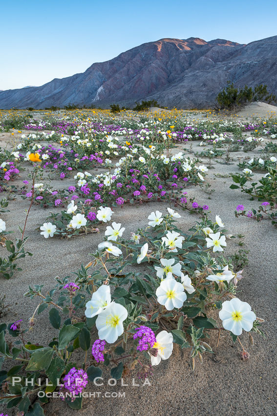 Dune evening primrose (white) and sand verbena (purple) mix in beautiful wildflower bouquets during the spring bloom in Anza-Borrego Desert State Park. Borrego Springs, California, USA, Abronia villosa, Oenothera deltoides, natural history stock photograph, photo id 30504