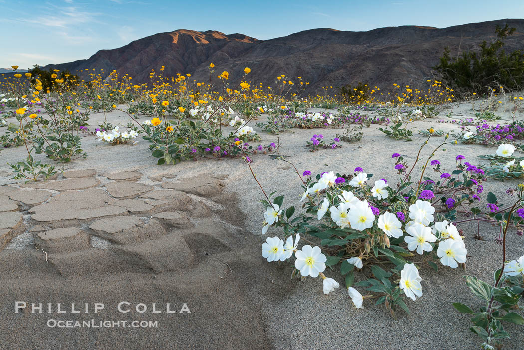 Dune evening primrose (white) and sand verbena (purple) mix in beautiful wildflower bouquets during the spring bloom in Anza-Borrego Desert State Park. Borrego Springs, California, USA, Abronia villosa, Oenothera deltoides, natural history stock photograph, photo id 30540