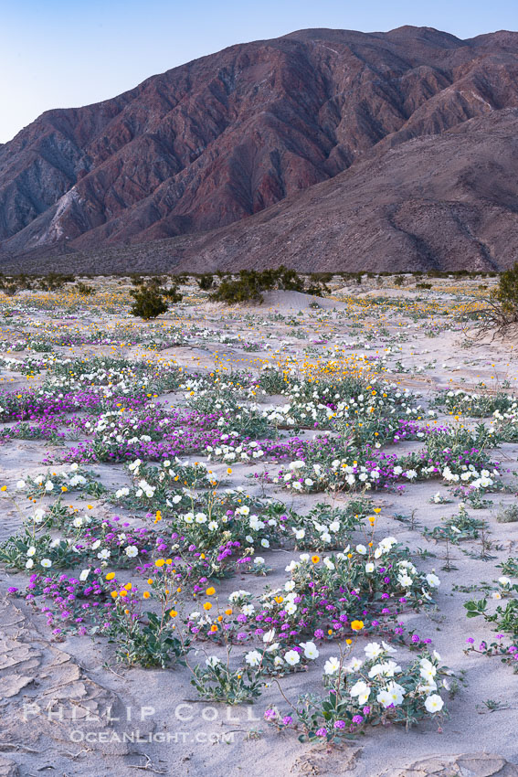 Dune evening primrose (white) and sand verbena (purple) mix in beautiful wildflower bouquets during the spring bloom in Anza-Borrego Desert State Park. Borrego Springs, California, USA, Abronia villosa, Oenothera deltoides, natural history stock photograph, photo id 30552